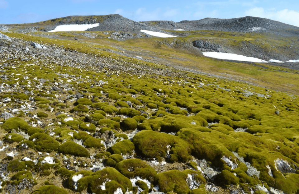 Antarctic Ice Reveals Earth’s Accelerating Plant Growth